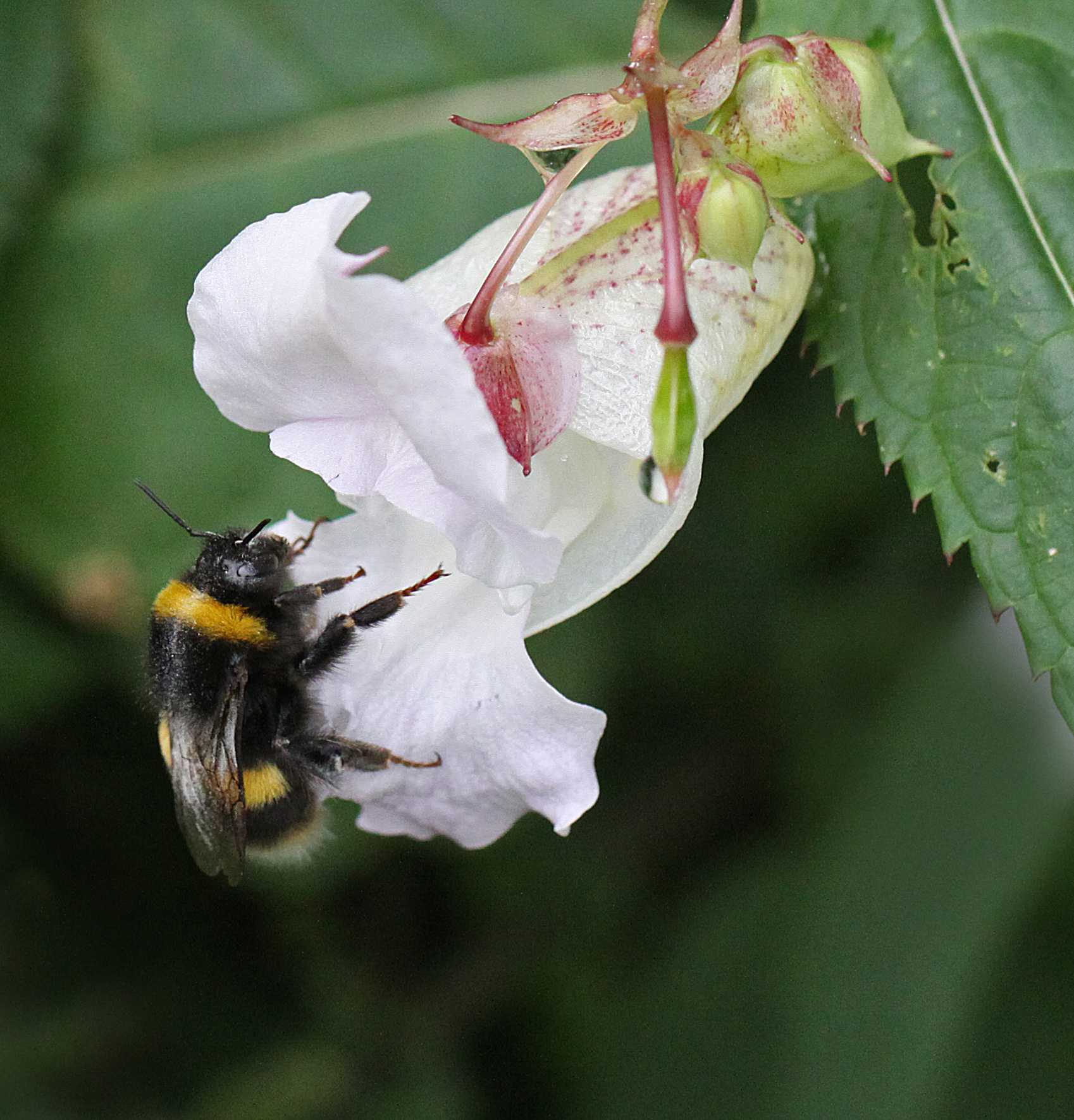 Read more about the article Bumble bee on balsalm courtesy of Gee White