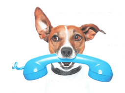 Read more about the article Dob on a Dirty Dog