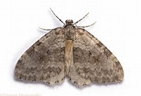 Read more about the article Moth Group Report – Linghurst Lakes