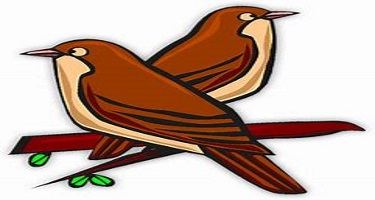 Read more about the article Linghurst Lakes – A brief summary of wild bird activity in 2017