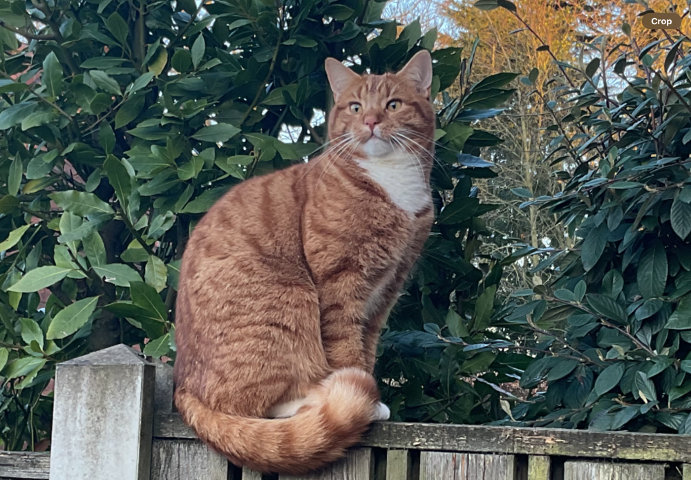 Read more about the article Missing Pet – ‘Winston’ a Ginger Cat