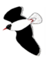 Read more about the article Lound Bird Club