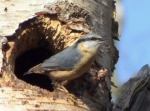 Nuthatch