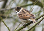 Reed Bunting