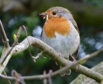 Robin