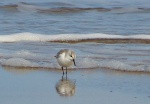 Sanderling