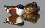 Shoveler