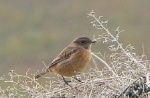 Stonechat