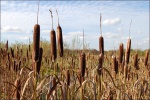 Idle Valley (10)