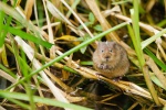Idle Valley (11)