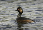Black-necked Grebe