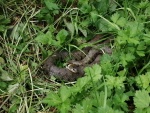 Grass Snake.jpg