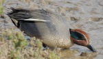 Common Teal