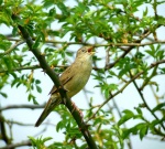 Grasshopper Warbler