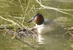 Great Crested Grebe